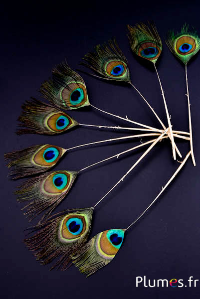Pfau blau Miniatur Goldkiel - 15-25 cm - natur